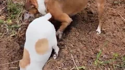 Pair of dogs use teamwork to dig giant holes