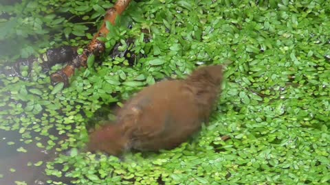 Little Wren Is Having An Unusual Bath On Duckweed