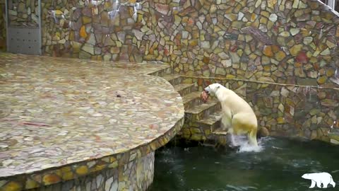 Polar Bear Dives Into Water To Retrieve Pumpkin And Meat