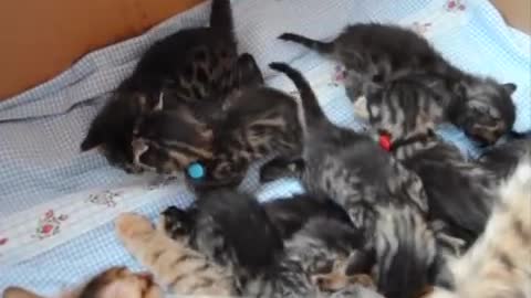 Kittens with mother feeding meowing