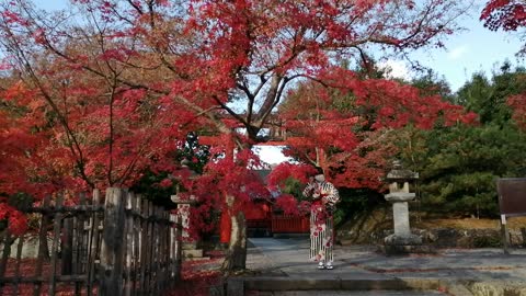 Red leaves Arashiyama Kyoto Japan #10