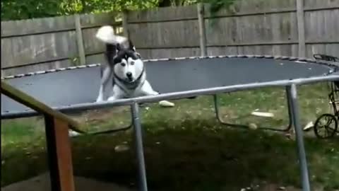 Husky loves to jump on his very own trampoline