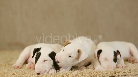 Puppies of Bull Terrier