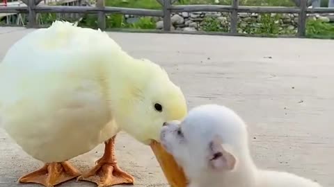 Pet dogs and ducklings