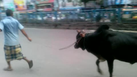 A Cow Is Going on Busy Street