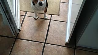 Milo Offers A Biscuit Before Walkies!