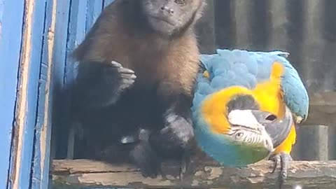 Monkey Feeds Macaw Parrot