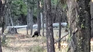 Oregon Wild Turkey