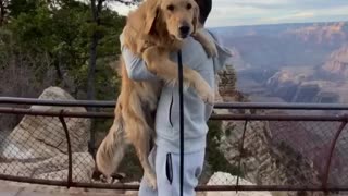 Golden Retriever gets lifted up for Grand Canyon view