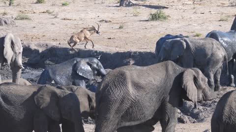 Herd of African Bush elephants at a muddy waterhole