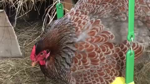 Playful chicken goes for swing set ride