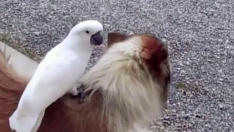 Cocky and dog friendship