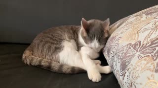 My cat Brodie always washes before bed!