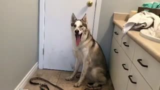 Stubborn husky vocally protests bath time