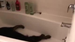 Music all by myself black dog laying in bathtub