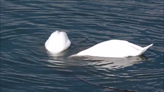 swan swimming