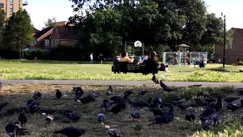 Nice Time Lapse Video of a Flock of Pigeons at a Park.