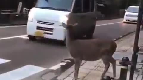 the gazelle wants to cross the road