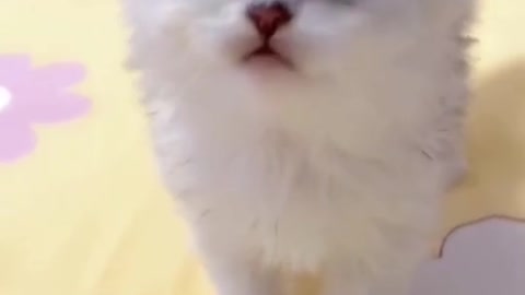 Adorable White kitten Compilation Funny Video 2022 😍😂🤣