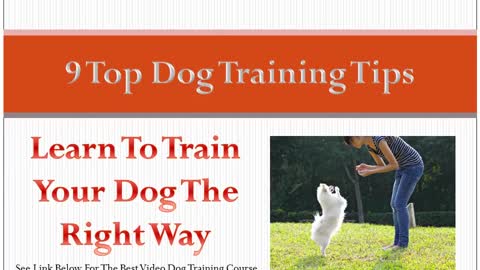 Brain training dog Tips 9 Top Tips On How To Train Your Dog