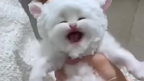 Funny Cat, try not to laugh 😁
