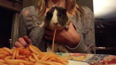 Guinea Pig Sucks Down Spaghetti