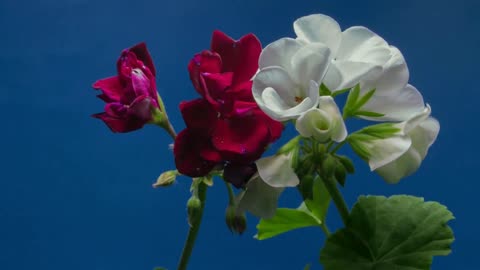 Flowers red and white