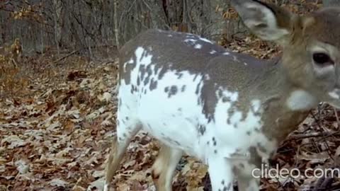 Trailcam catches incredibly rare piebald fawn video footage