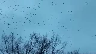 Birds in the sky in storm