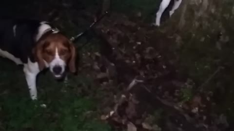 Holly and molly on a big poplar tree