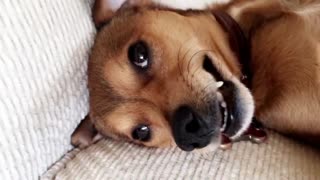 Owner gets up close with brown dog laying on beige couch