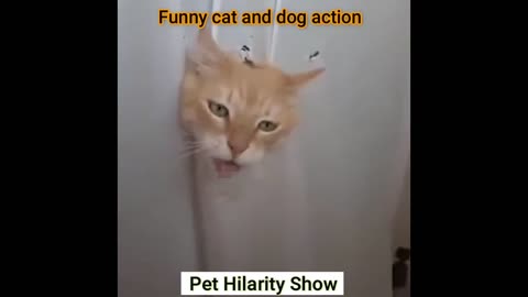 Fun with the Non-Stop Funniest Cat and Dog Video Funny animal video part-03 #shorts #short #viral