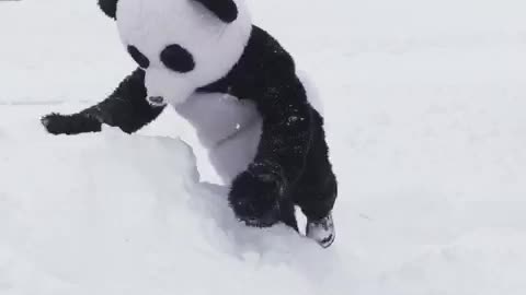 Man dressed as panda imitates Tian Tian's famous snowfall reaction