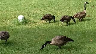 A few geese at the park