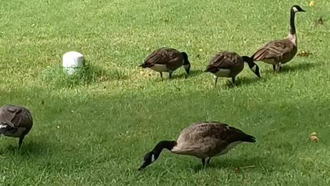A few geese at the park