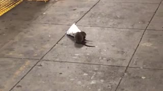 Two rats inside chip bag