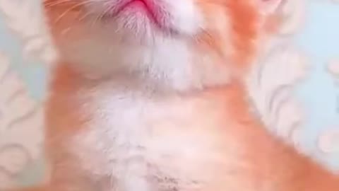 Cute kitten | heart melting cat