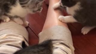 Gatitos transforman la pierna de su dueña en su propio juguete