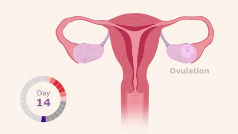 Understanding The Woman's Menstrual Cycle