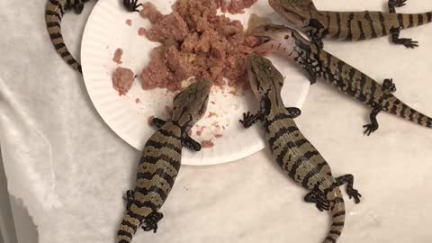 Baby Blue Tongue Skinks Chowing Down