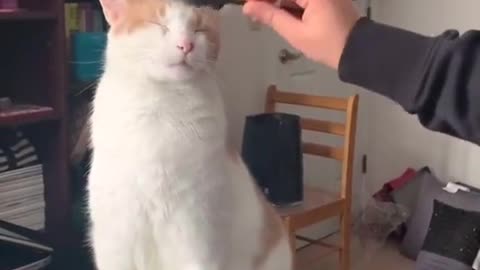 This cat likes to be comb. Funny video