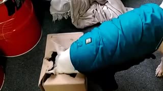 Bull Terrier Wants What's in the Box