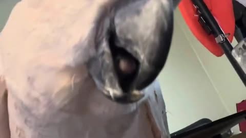 🎶 The No-No Song: A Cockatoo's Musical Misadventures with Misha! 🦜
