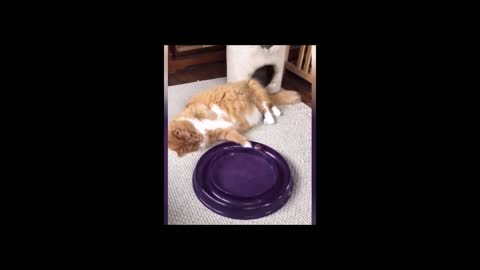 Lazy cat playing while lying down looking so hilarous