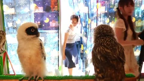 Bird fans flock to Japan Owl Cafe