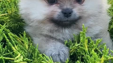 Puppy with black eyes