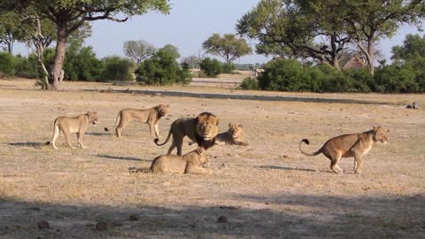 Archive video of Cecil the Lion and his pride