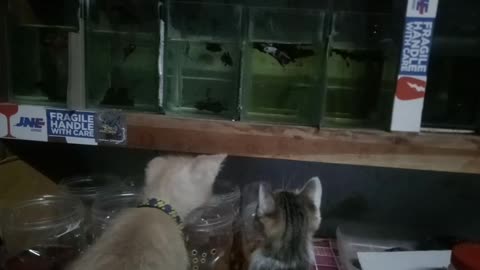 confused kitten try to eat betta fish