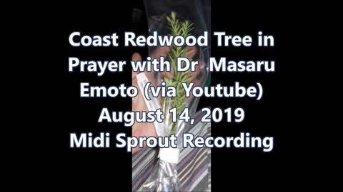 Coast Redwood Tree in Prayer with Dr Masaru Emoto via youtube 8 14 2019