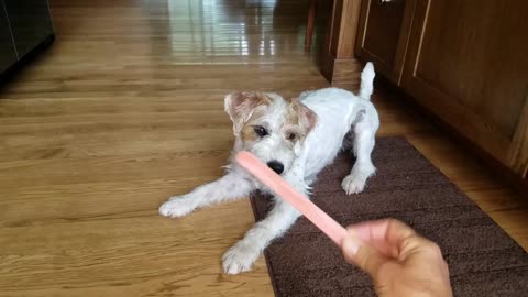 Parson Russell Terrier freaks out over nail file